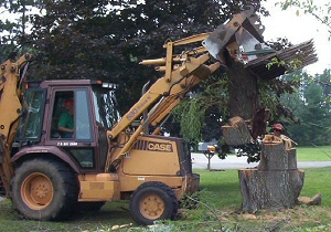 Tree Removal