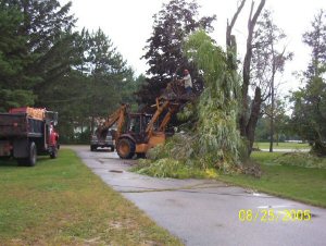 Tree Removal